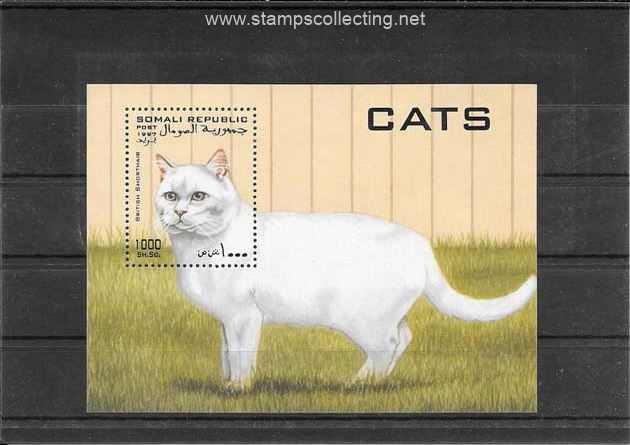 folder fauna gato